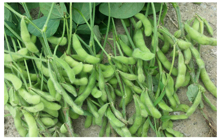 农家大粒毛豆种子鲜食青毛豆大豆早熟季春夏秋季五谷豆荚蔬菜种孑