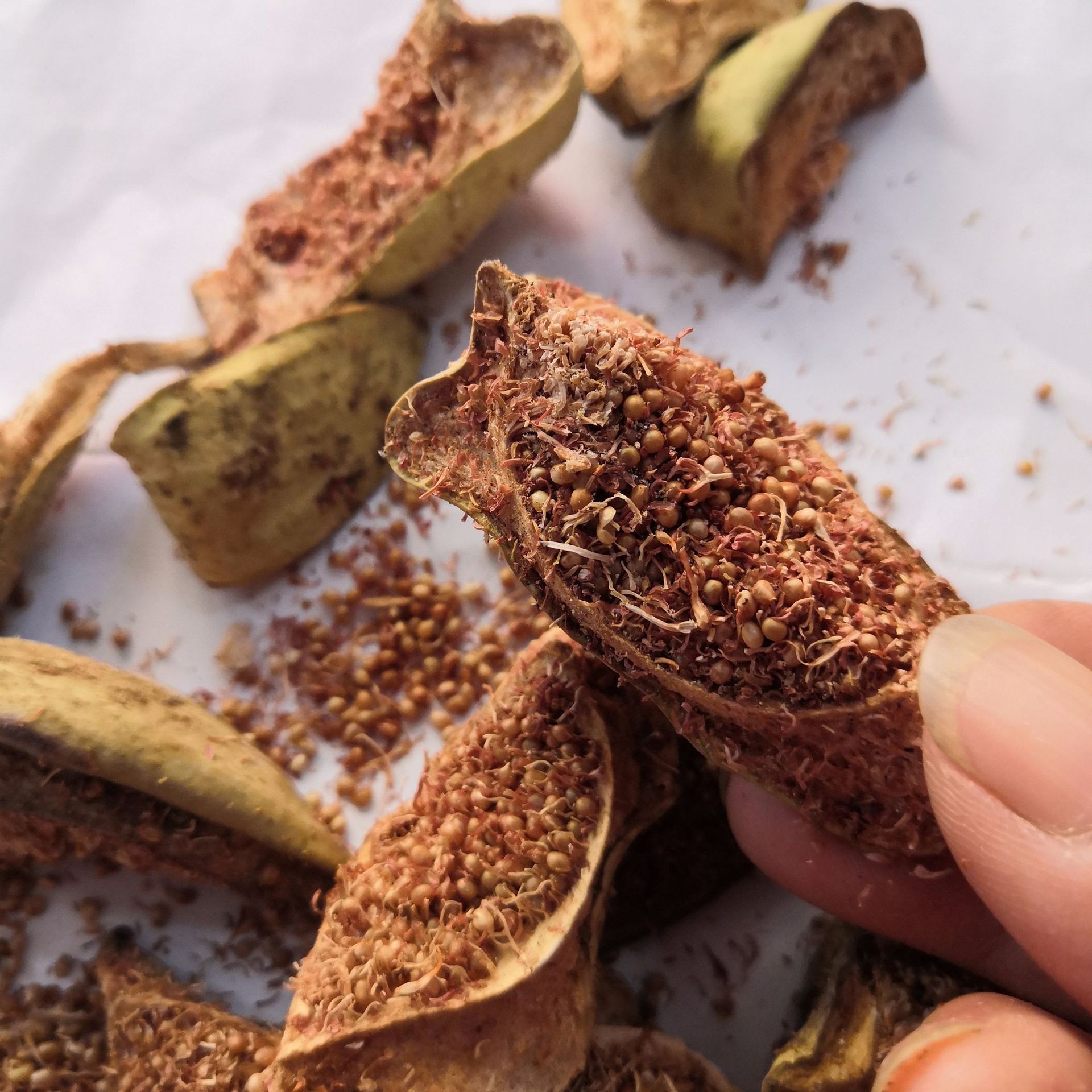 中药材批发 木馒头 鬼馒头 奶母果 木莲 凉粉果 霹雳果 无硫新货