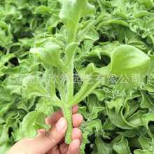 水晶冰菜冰草种子 冰草水晶菜特色蔬菜种子阳台四季盆栽