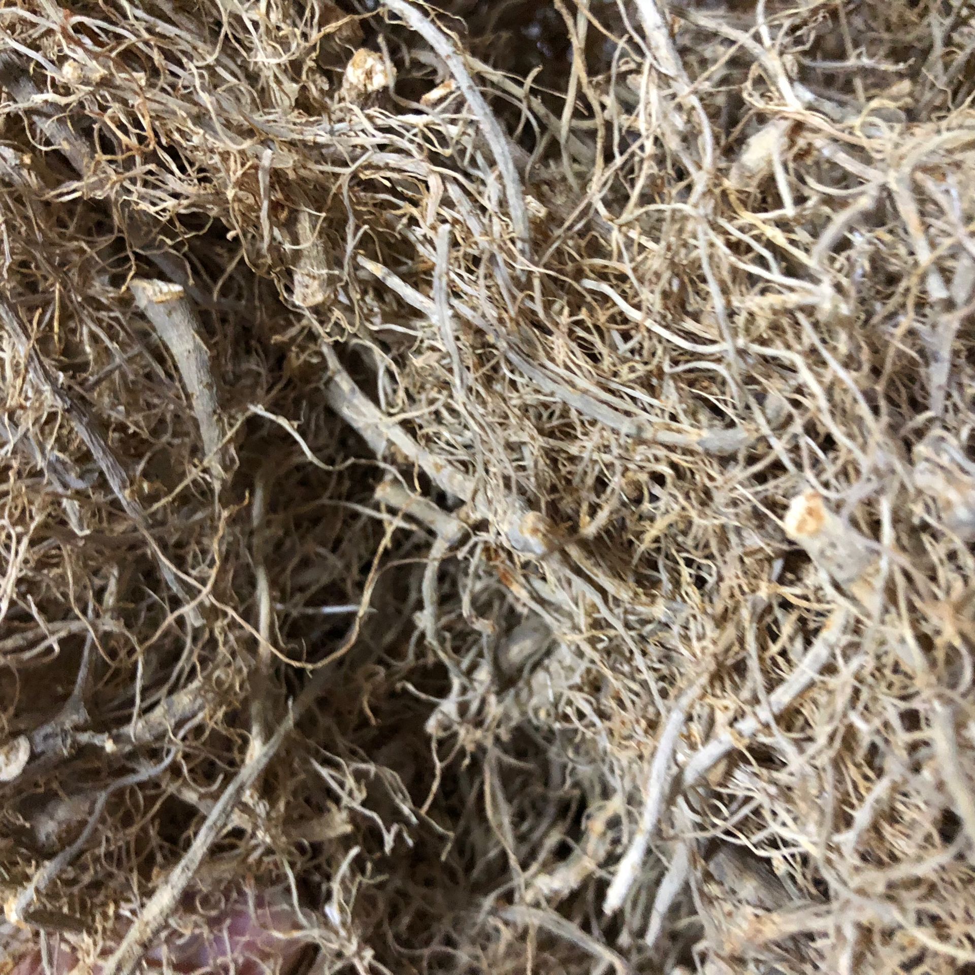 三七粗根 云南文山三七大根条 水洗 三七根 500g