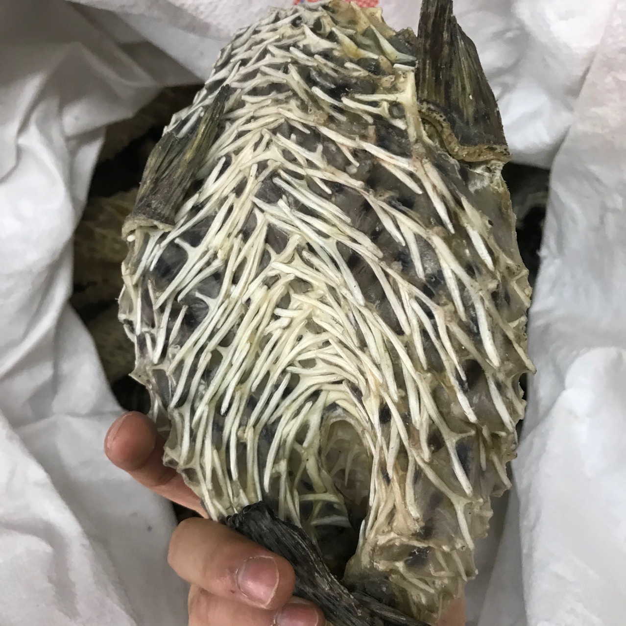 产地货源批发大刺龟皮刺鱼皮海胆皮鸡泡鱼皮龟普皮海鲜干货500g