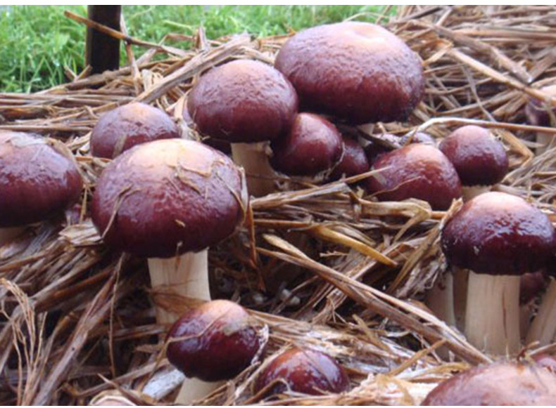 食用大球盖菇 厂家直销家用阳台菌菇 一件代发高出菇率菌种