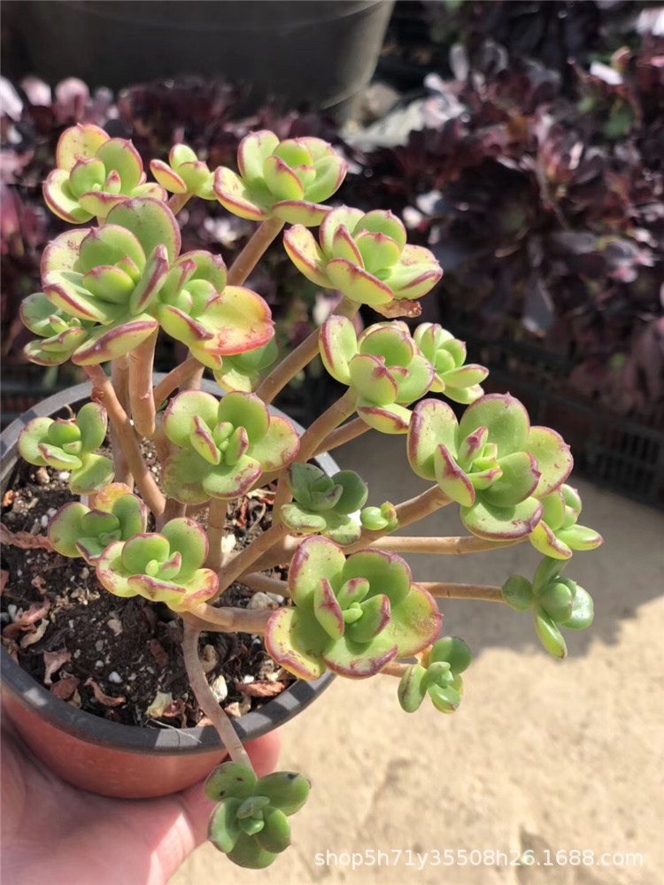 220云南精品大棚批发多肉品种 小吉姆群盆12cm多肉群生植物限量发