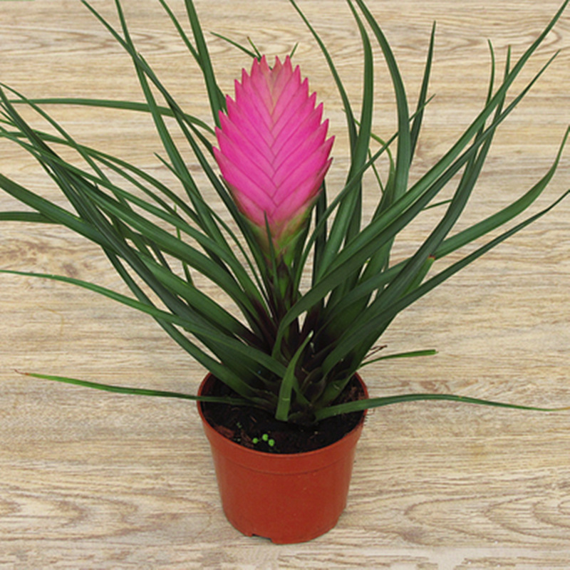 铁兰盆栽室内桌面绿植盆栽铁兰花四季常绿带花发货紫色空气凤梨