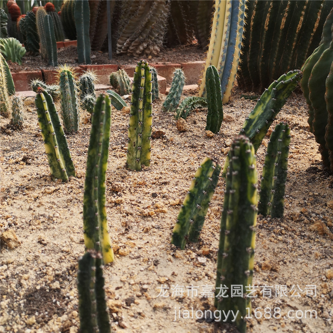 袖浦柱锦仙人柱 袖浦柱 袖蒲砧木仙人柱极上斑锦侧芽沙生植物耐旱