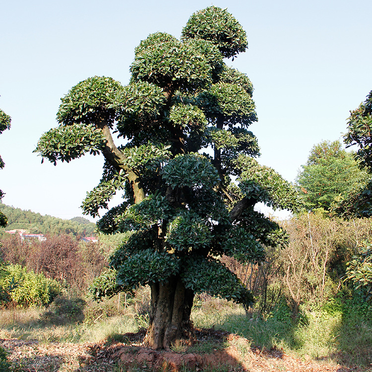 椤木石楠 造型椤木石楠 椤木石楠桩 椤木石楠树 椤木石楠造型树