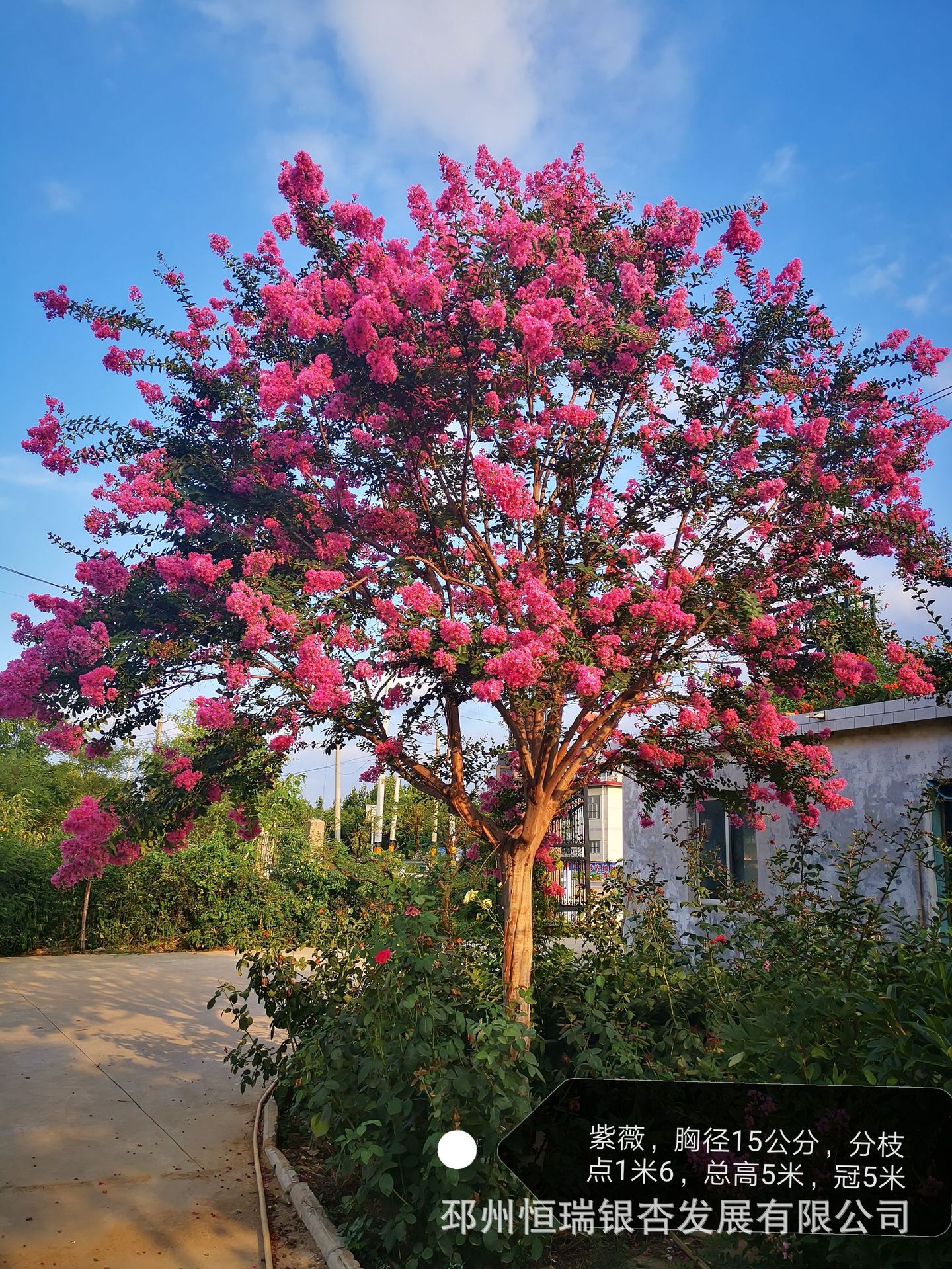 供应大规格紫薇,皂角,朴树,三角枫,榉树等名贵树种,一树一价