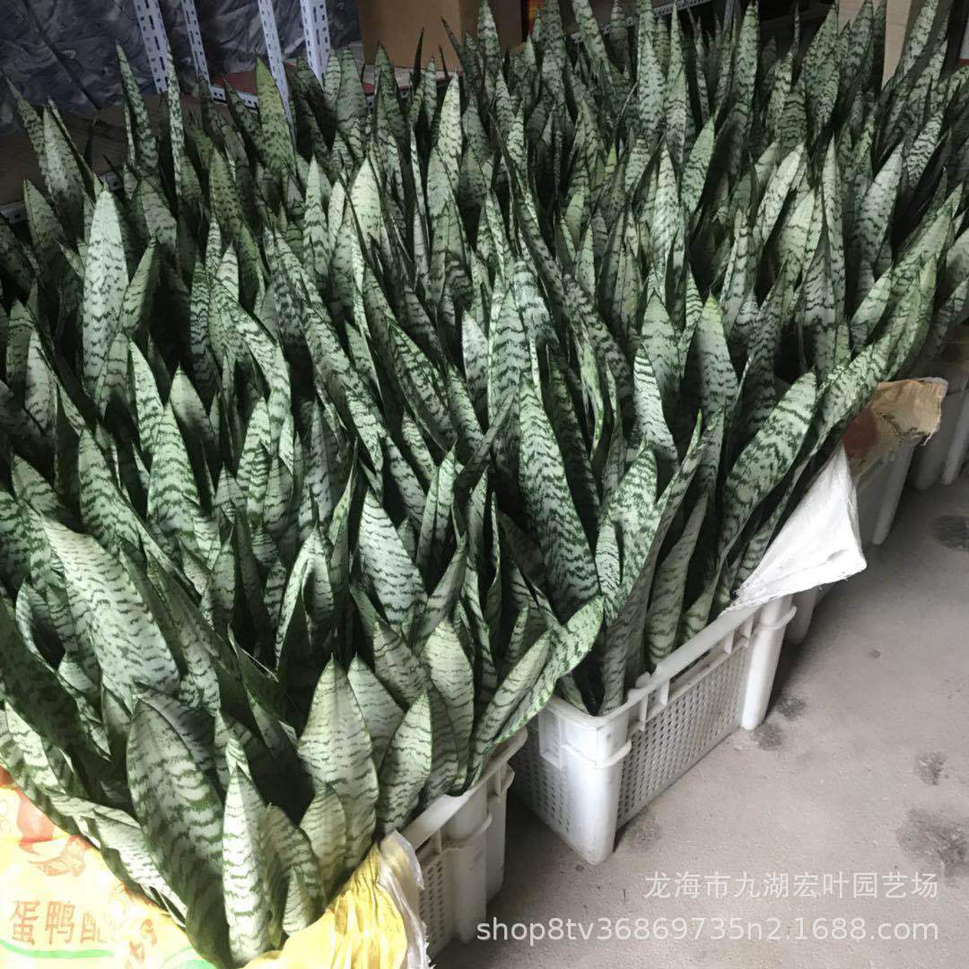 宏叶花卉黑钻黑金刚虎皮兰批发 室内防辐射景观盆栽多肉沙生植物