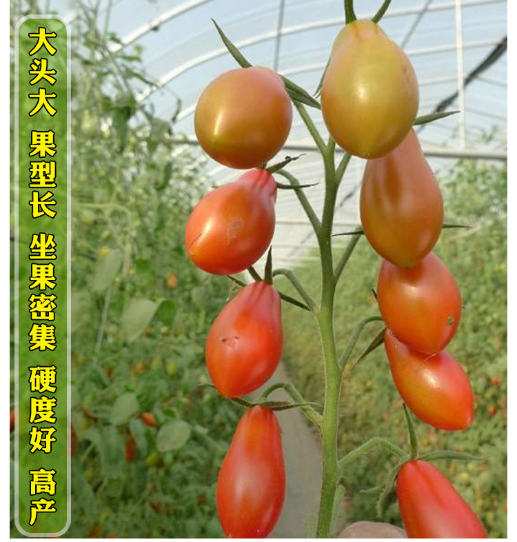 奶油红香蕉番茄种子水果西红柿种籽春夏秋冬四季阳台盆栽蔬菜种孑