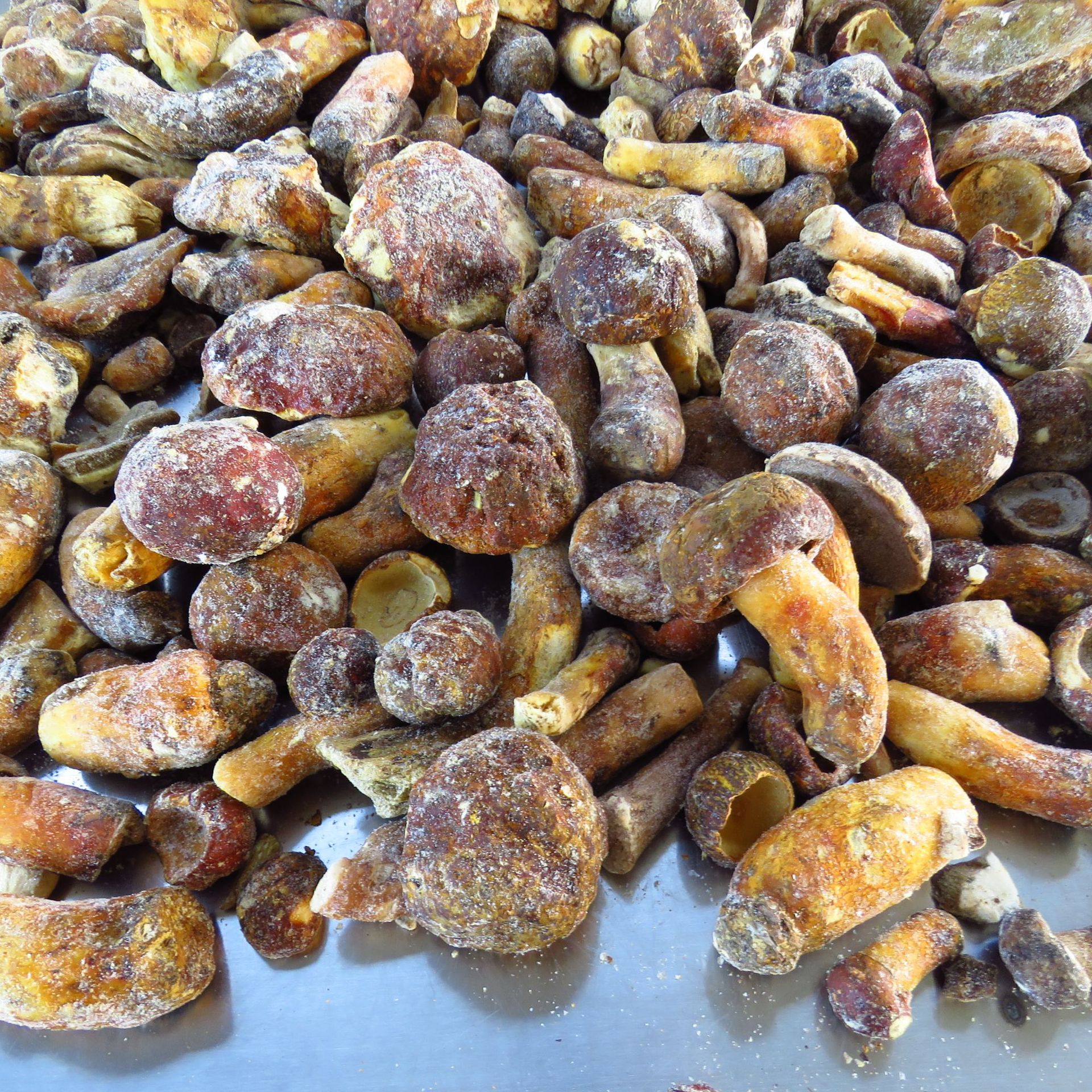 速冻 黄牛肝 野生黄赖头冻货 批发 牛肝菌 冷冻狮子头蘑菇