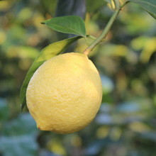 柠檬尤力克柠檬新鲜安岳黄柠檬5斤装皮薄青香型香水柠檬酸爽多汁