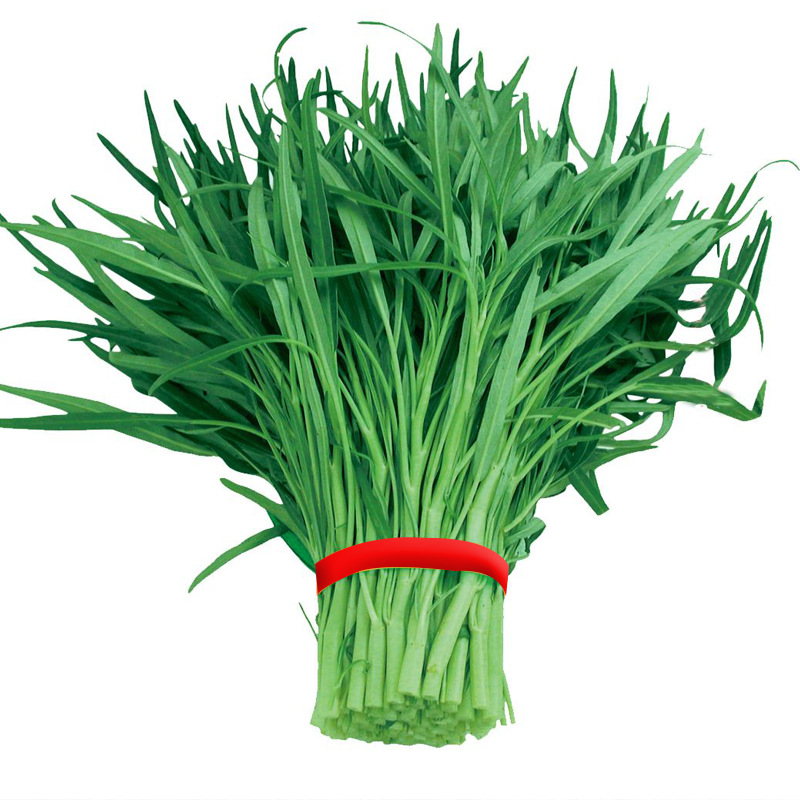 柳叶空心菜种子采收多次青骨青梗青菜四季水培蔬菜竹叶空心菜种孑