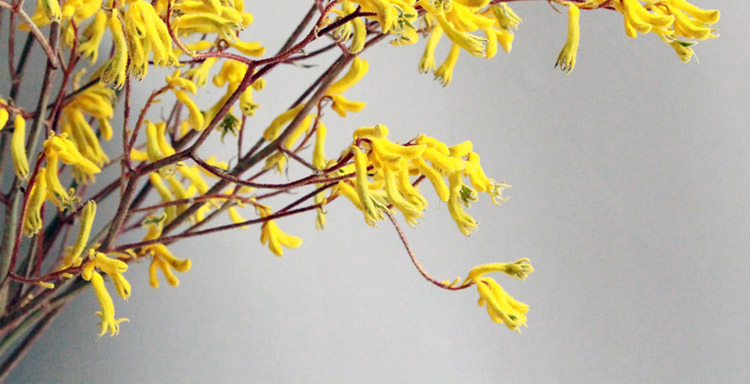 云南厂家批发【永生袋鼠爪】ins森系北欧风软装插花干花