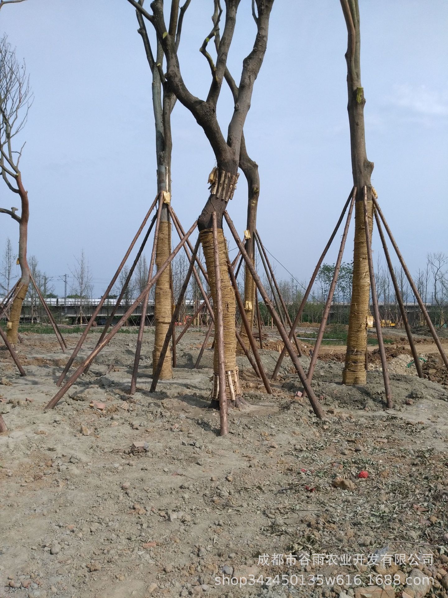 山场直供各种尺寸规格 园林绿化 杉木杆 绿化支撑杆 规格可定制