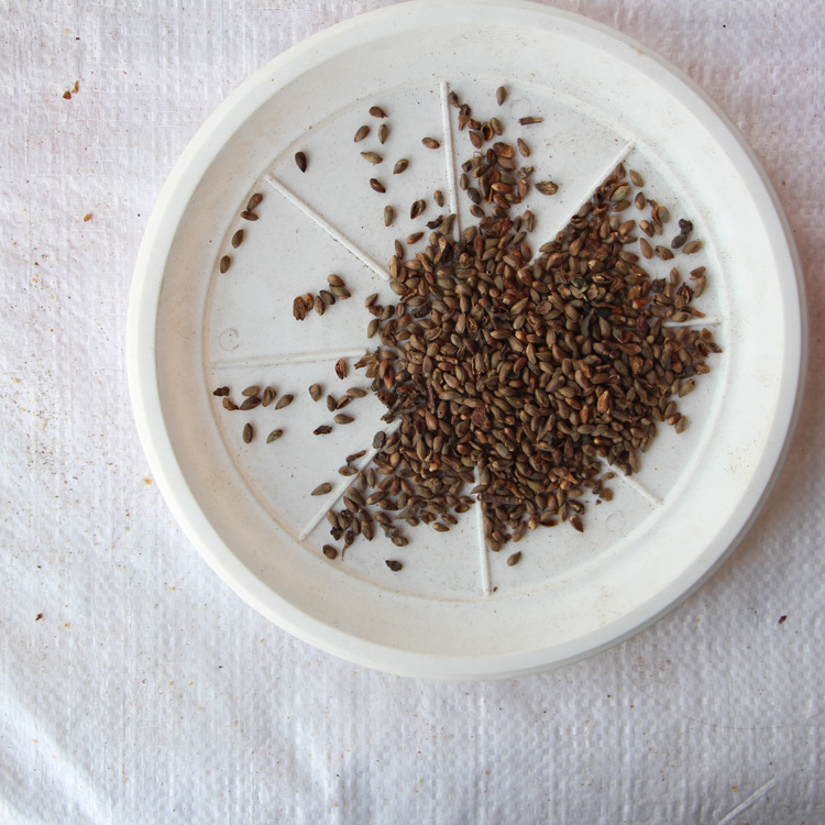 新采侧柏种子洒金柏种子塔柏种子柏树桧柏种子扁柏种子刺柏 黄柏