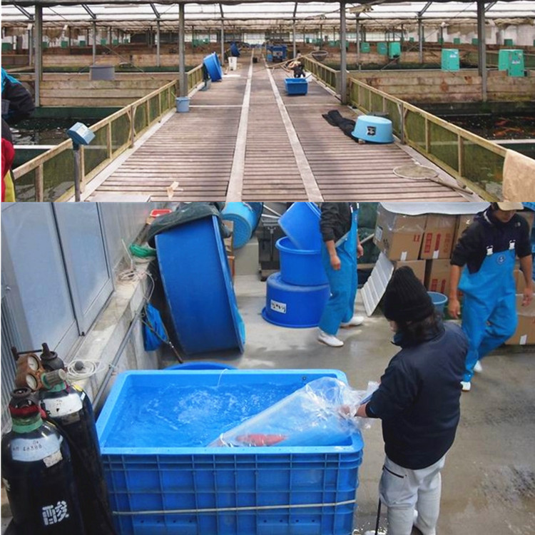 加厚水族观赏鱼打包袋两角平口快递运输活鱼袋子塑料氧气袋装鱼