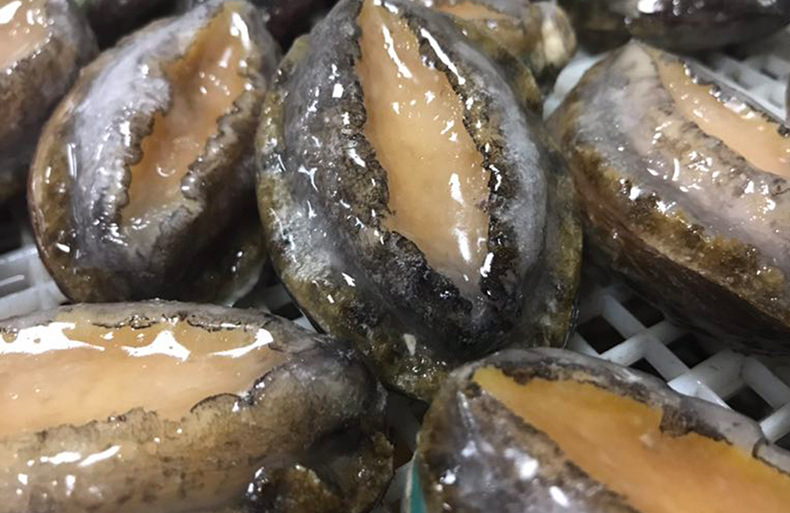 南日岛新鲜速冻鲍鱼海鲜冷冻水产鲍鱼肉海产品鲜活厂家批发直销