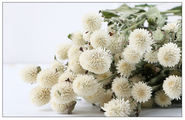 千日红干花花饰 花束自然风干装饰 花束道具小礼品赠品千日红