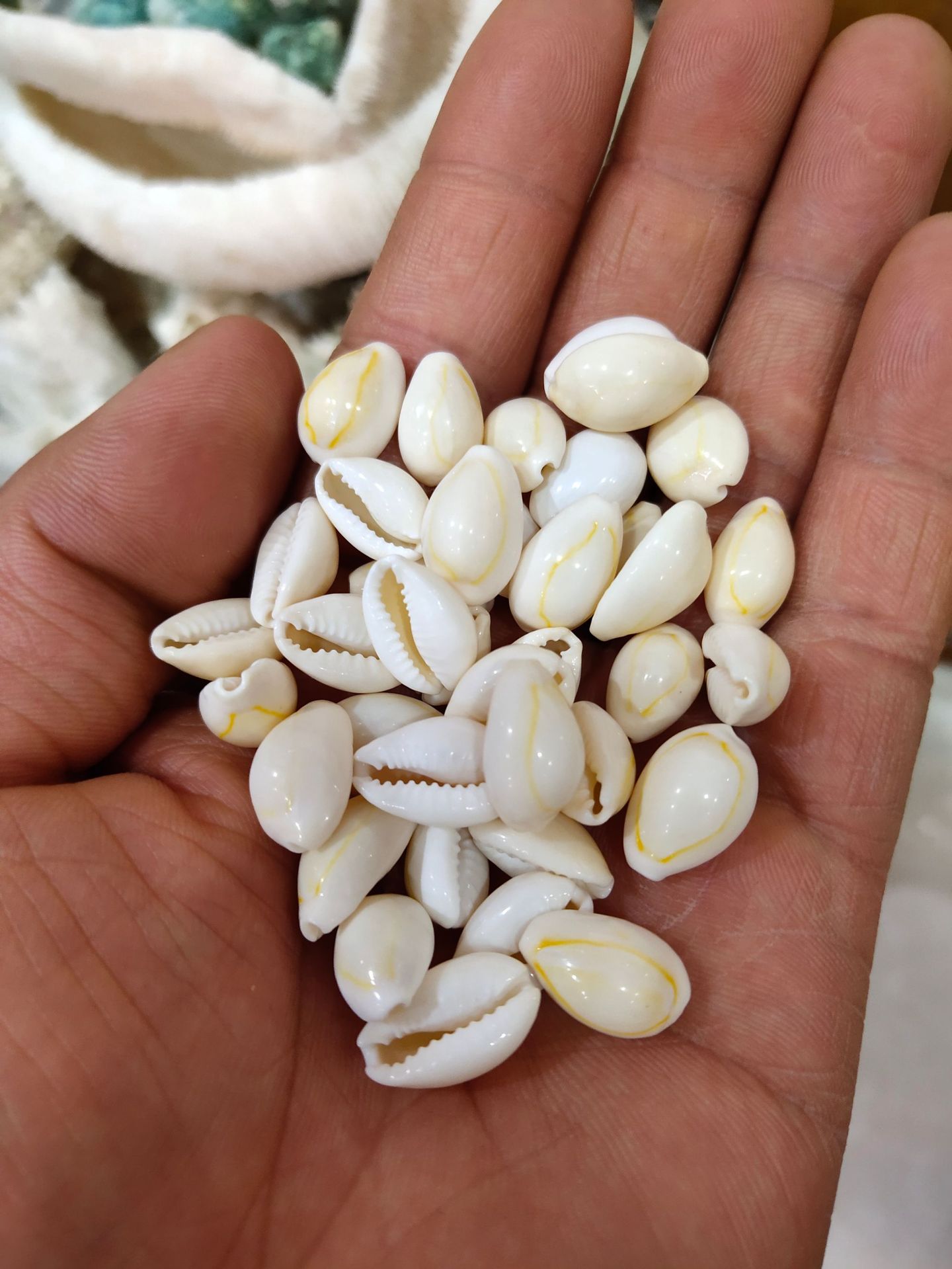 金边贝壳 天然海螺贝壳首饰加工配件1.4-2.2厘米黄宝螺双孔意贝