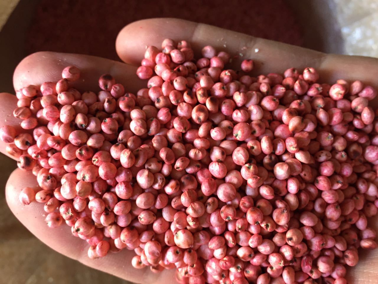 得胜-- 大卡饲用甜高粱【褐色中脉】【晚熟品种】【优质牧草】