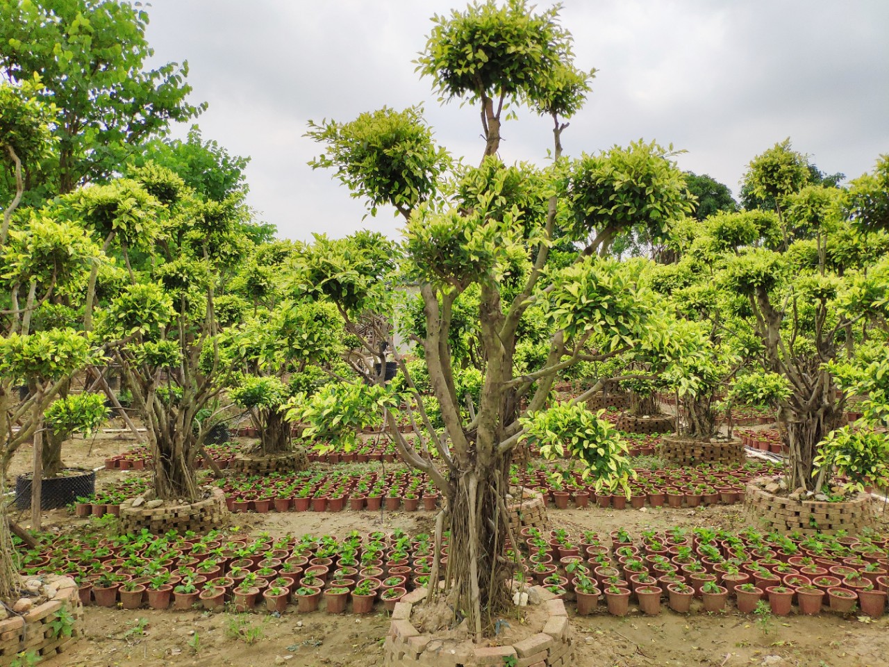 905基地供应造型金叶榕23米高花叶斑叶小叶榕树