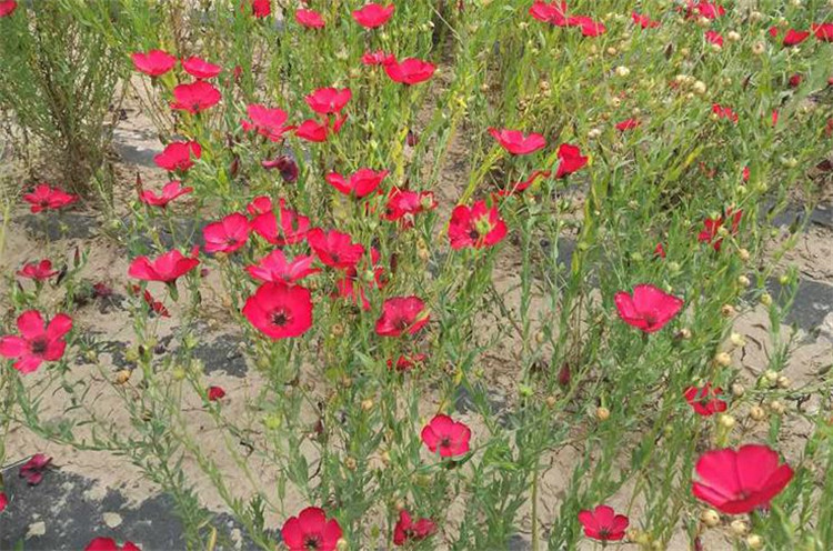 红亚麻种子芙蓉麻槿麻种子四季种易活室内阳台盆栽开花不断景观花