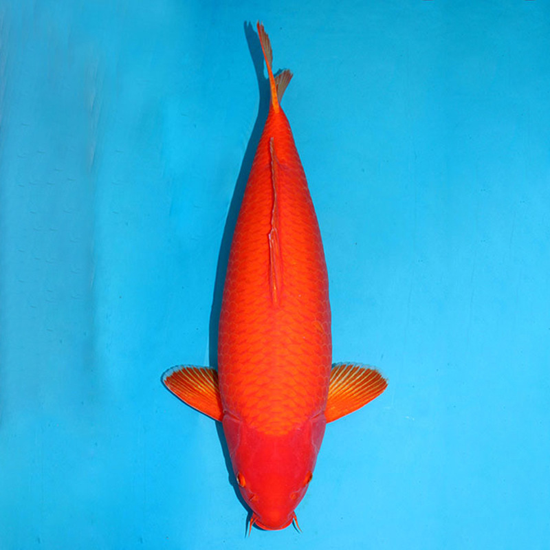 观赏鱼 活体淡水宠物观赏锦鲤 按斤按条上海冷水小型火鲤鱼鱼苗