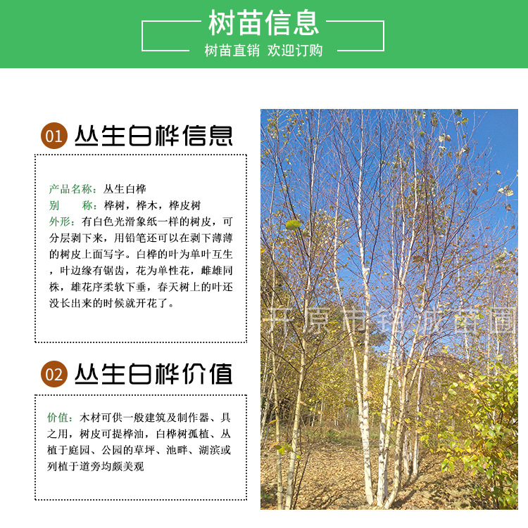 产地直销优质丛生白桦 精品白桦树 特选白桦规格齐全 价格合理