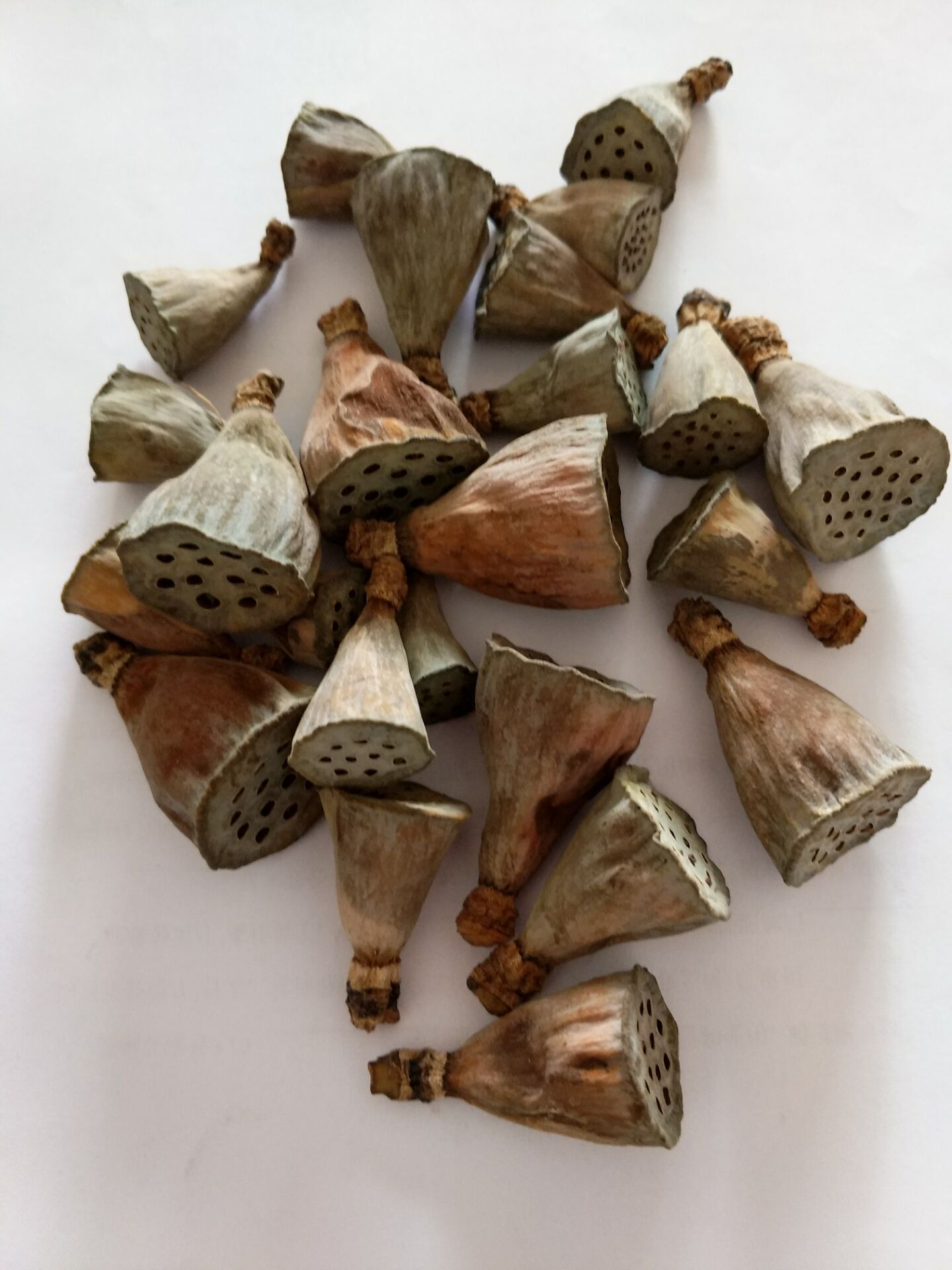 干花小莲蓬头莲蓬壳干莲蓬干花莲蓬特小莲蓬头工艺品莲蓬带籽莲蓬