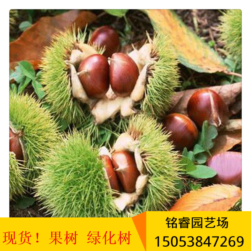 板栗树价格 山东嫁接大红袍板栗树批发 1-5公分板栗树哪里有