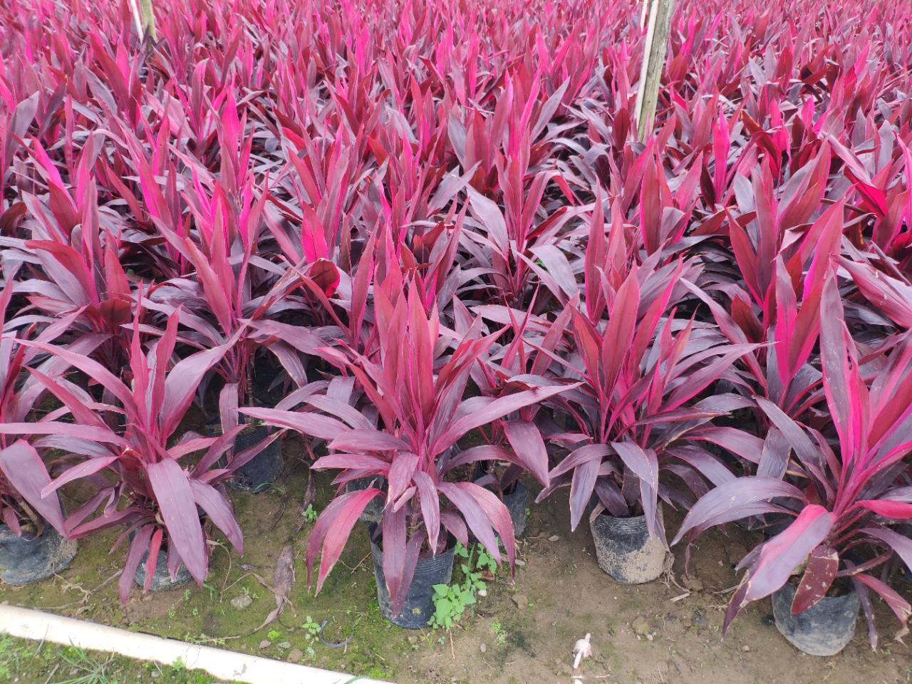 903供应亮叶朱蕉4060cm高袋苗十斤袋红叶朱焦