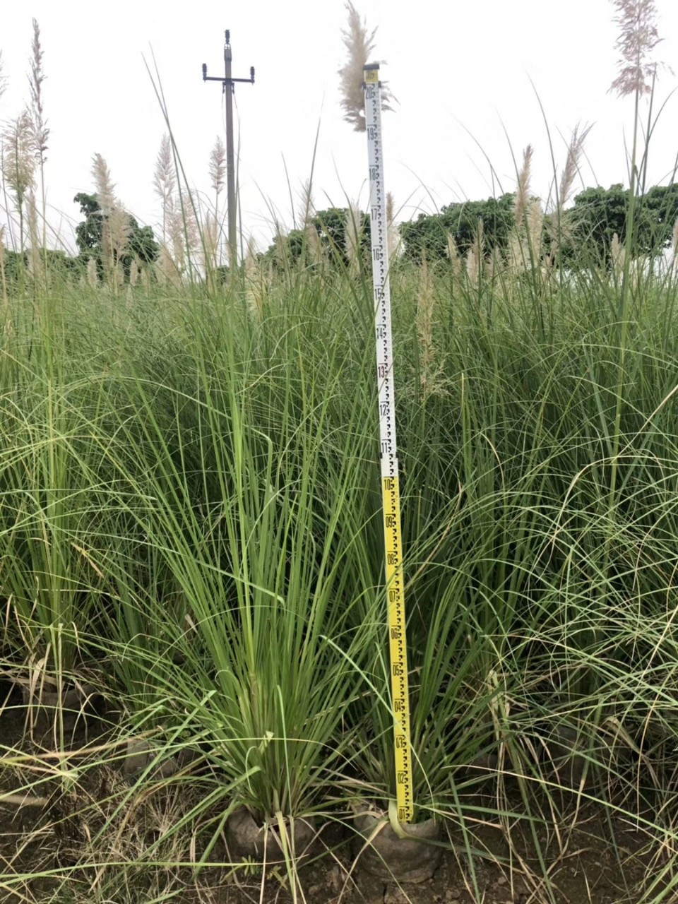 2108供应蒲苇草矮蒲苇12米高美植袋苗绿化观赏草生长快