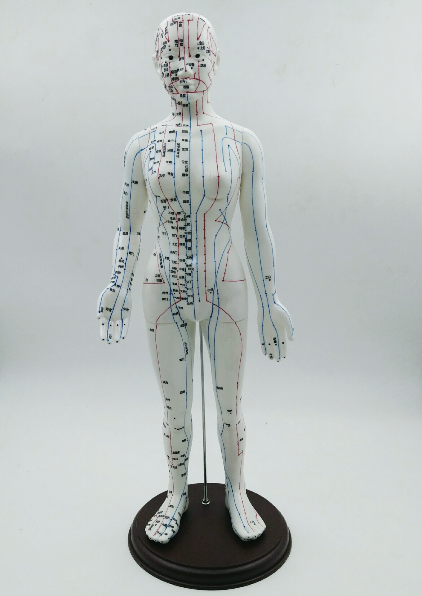 刻字经络男女人体模型人体经络模型中医针灸穴位模型