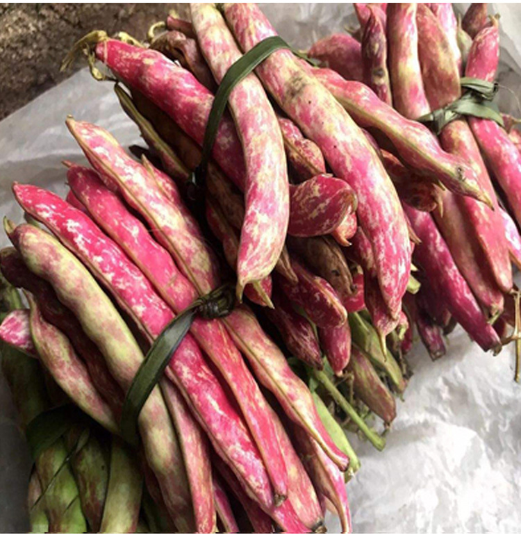 红金钩油豆种子东北红金勾豆角种籽彩虹豆无筋红芸豆特色蔬菜种孑