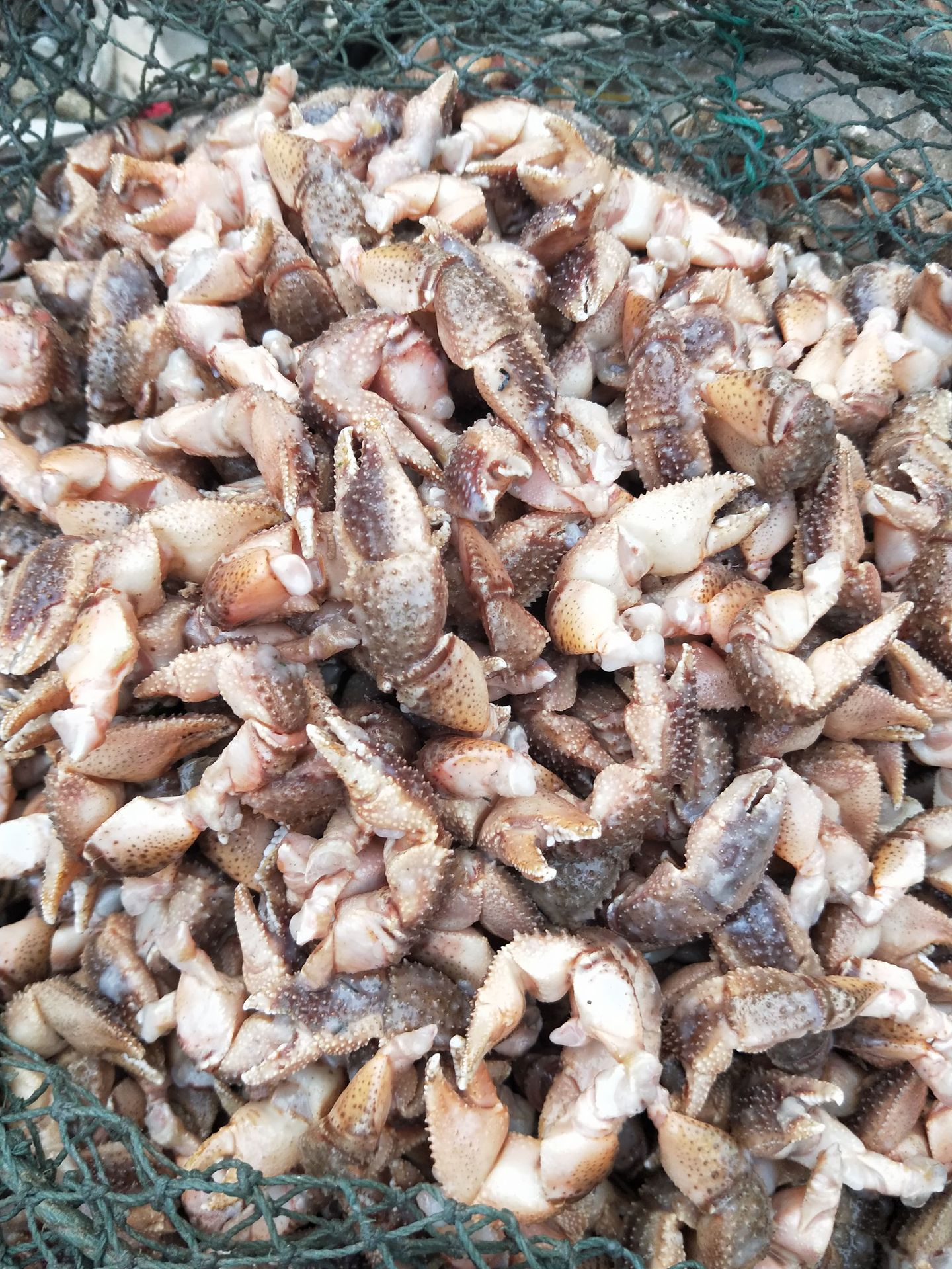 批发供应冷冻海怪腿食用蟹钳酱爆红烧自助餐火锅食材