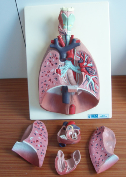 供应呼吸系统模型 可拆卸7部分 医学教学器材模型 呼吸肺模型-阿里巴