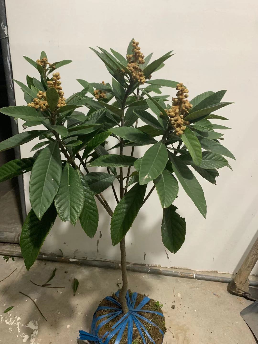 带花枇杷树优质白沙品种白枇杷苗浙江正宗嫁接果树苗木白荔枝白玉