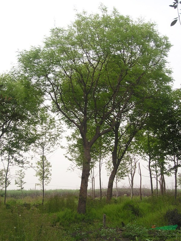 丛生黄连木大树批发黄连木价格黄连木移栽黄连木野生黄连木黄连木