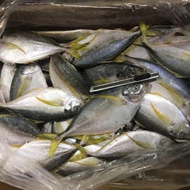 厂家直销 水产品 冷冻鱼类国产树叶鱼 水产品冷冻树叶鱼冷冻鱼类