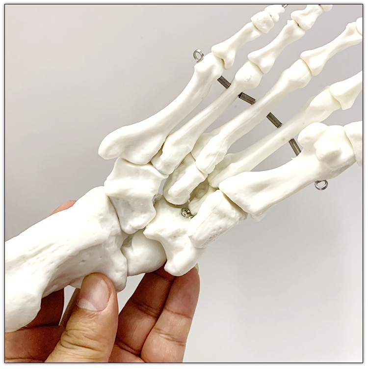 人体足骨脚骨模型仿真脚趾关节骨骼脚掌部骨骼活动关节用教学
