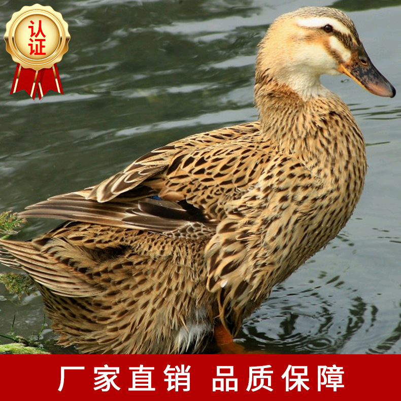 麻鸭母苗厂家直供批发价格优惠包运输包路途成活