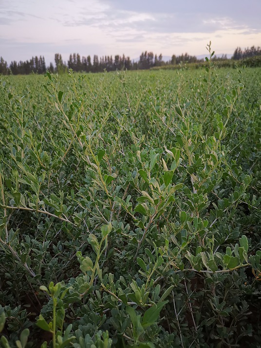 供应白刺树苗绿化苗木嫁接锁阳甘肃白刺种植基地苗圃供应-阿里巴巴