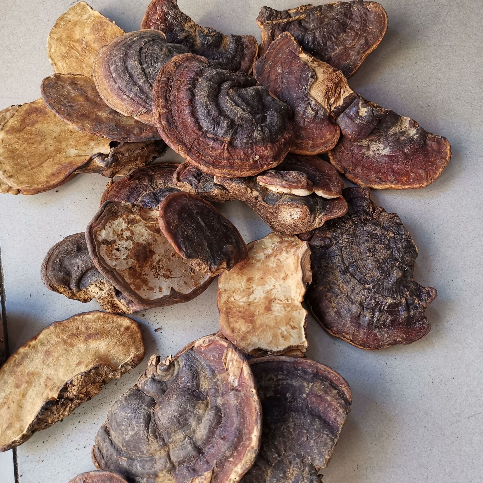 中药材无柄赤芝 无柄赤灵芝云南 无柄赤芝扁灵芝