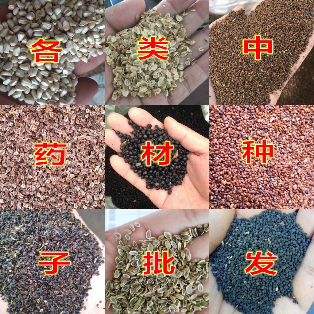 柴胡柴胡种子