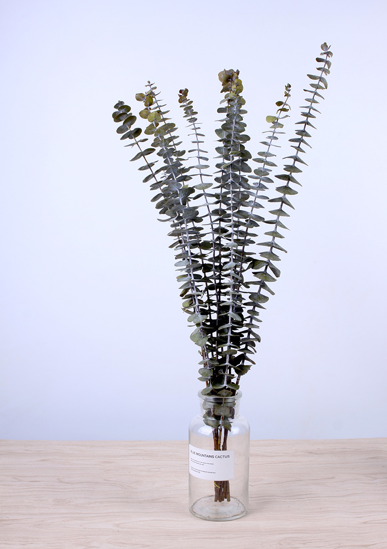 永生保鲜尤加利叶真diy花材铜钱桉家居卧室装饰摆件云南干花批发