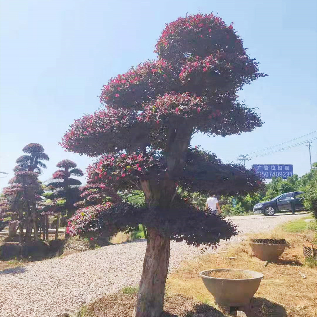 厂家批发造型红花继木桩,红花继木树桩 绿化乔木,量大从优