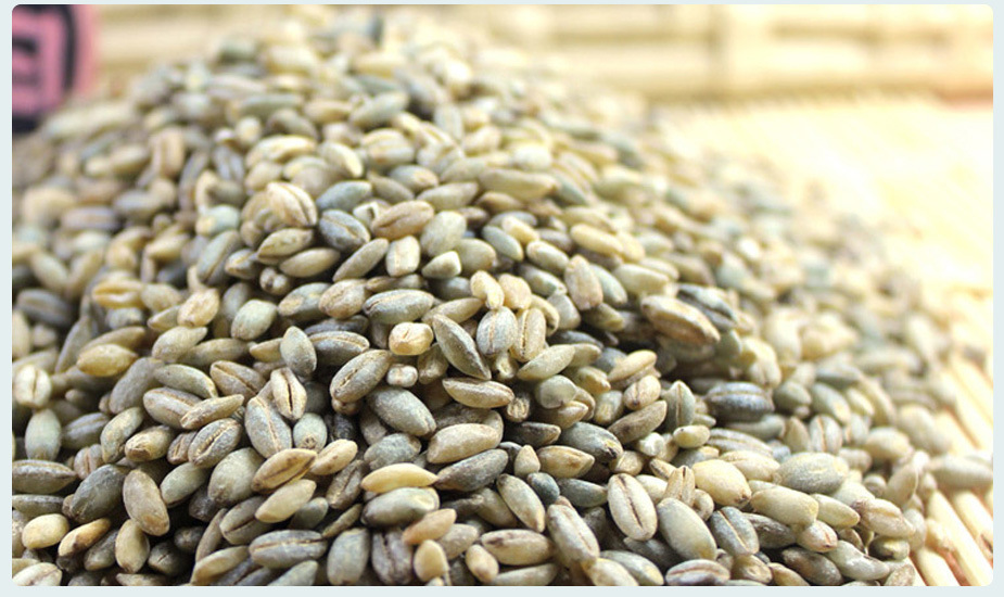 低温烘焙青稞 熟青稞米 磨粉 现磨豆浆 原料 五谷杂粮 批发