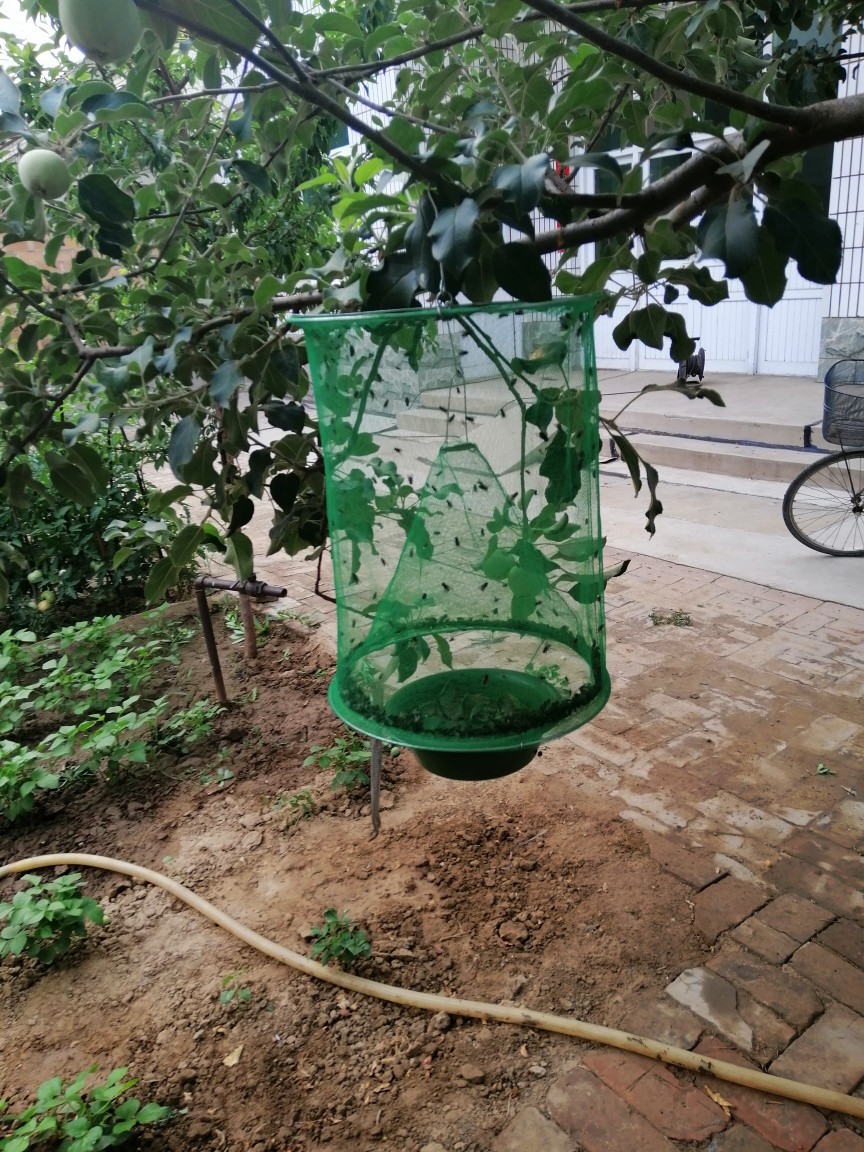 灭蝇笼 捕蝇笼 苍蝇笼 诱蝇笼 绿网苍蝇笼 绿色款苍蝇笼
