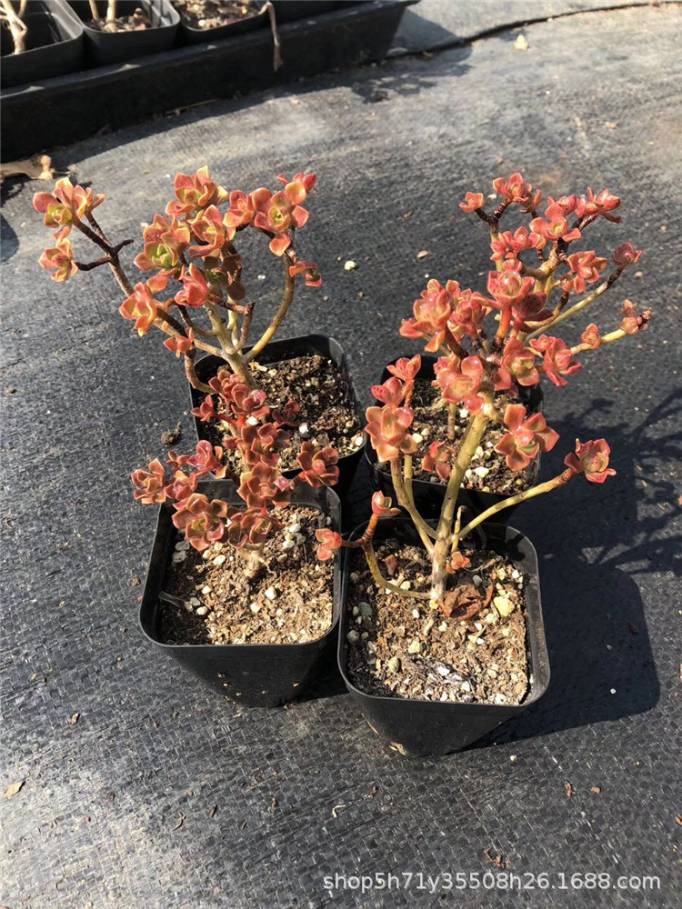 635多肉盆栽品种大棚批发 仙童唱锦法师群盆7cm多肉法师品种