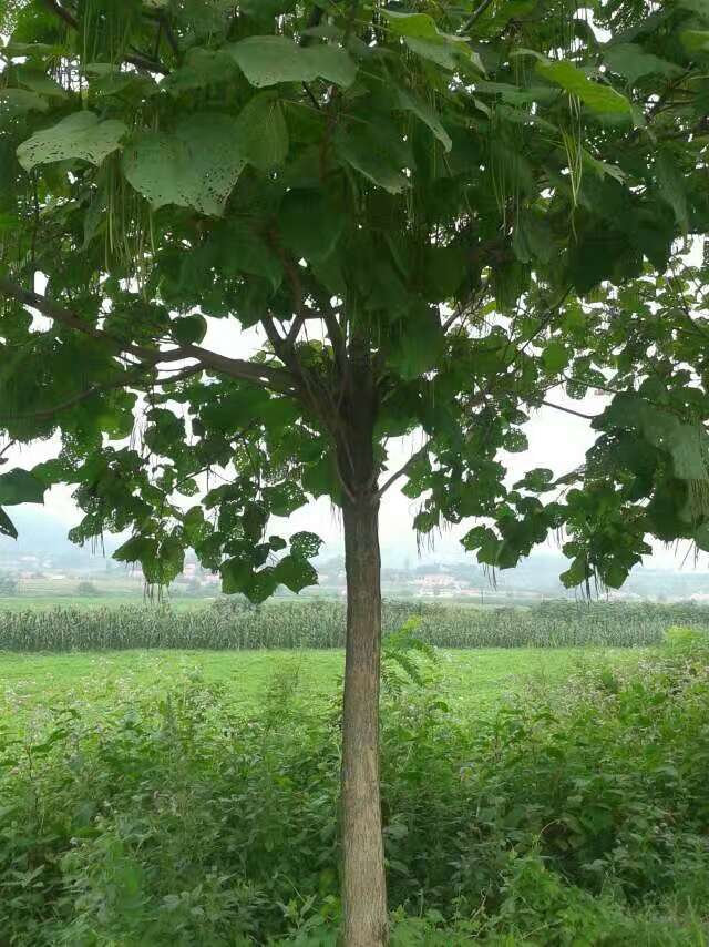 供应梓树46公分梧桐树